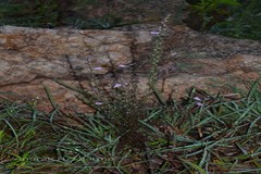 Parasopubia delphiniifolia